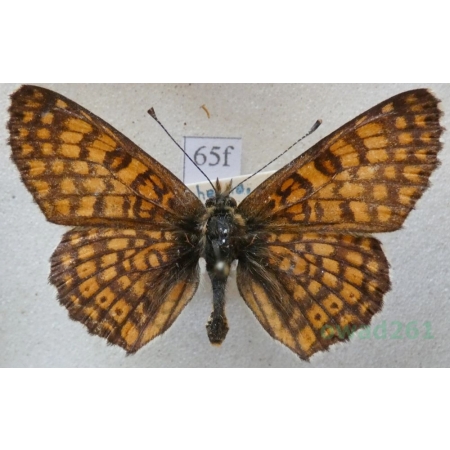 Melitaea cinxia (Linnaeus, 1758) male Przeplatka cinksia Czech65f